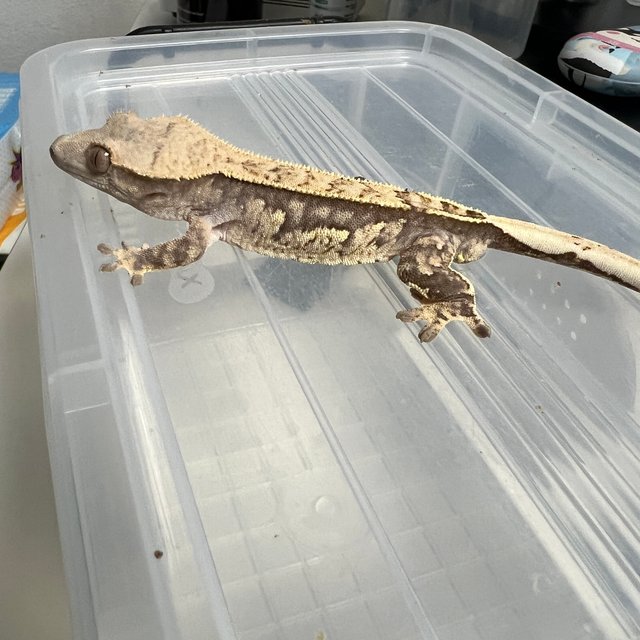 트라이 쿼드 노멀