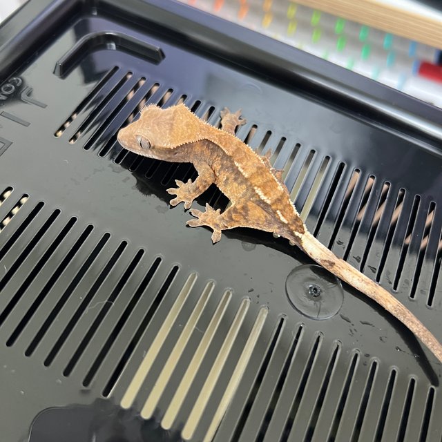 카푸치노 트라이