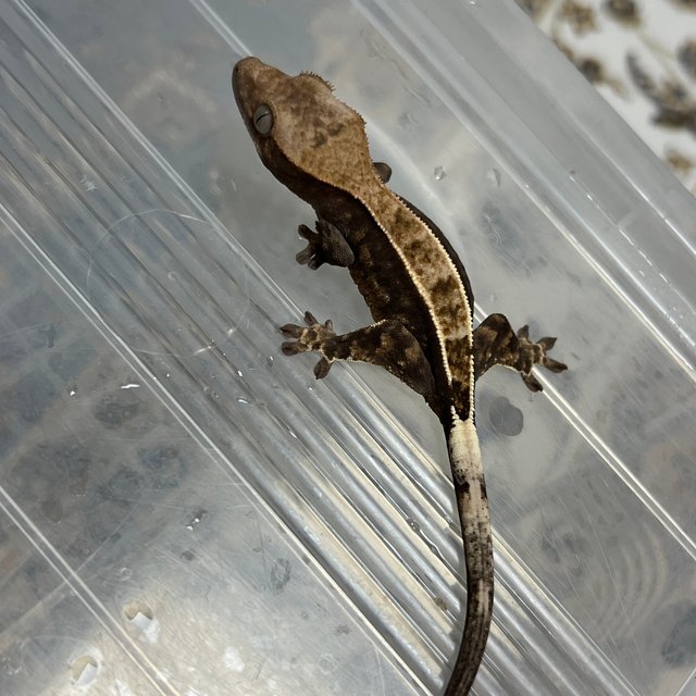 트라이 카푸치노