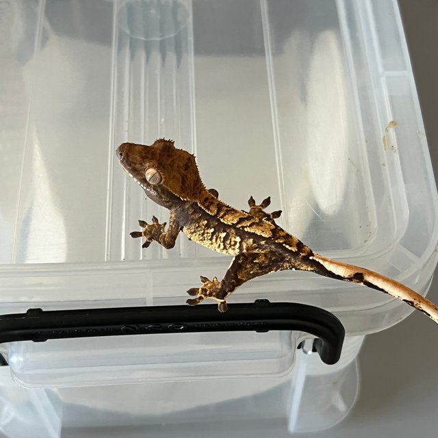 트라이 익스트림할리퀸