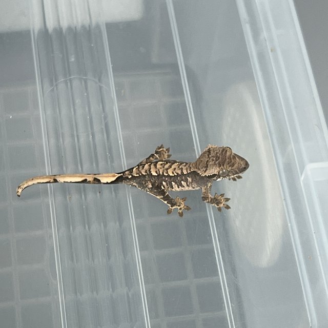 트라이 익스트림할리퀸