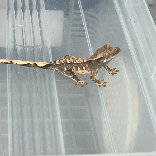 트라이 익스트림할리퀸