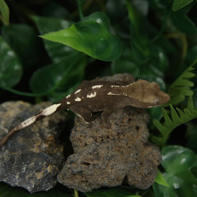 아잔틱