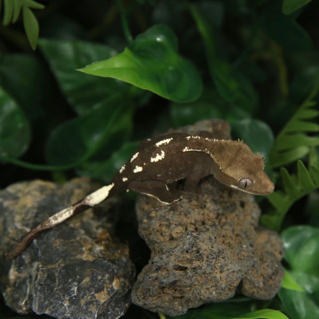 아잔틱