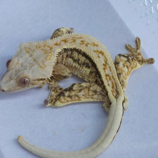 보바 퓨카3세
