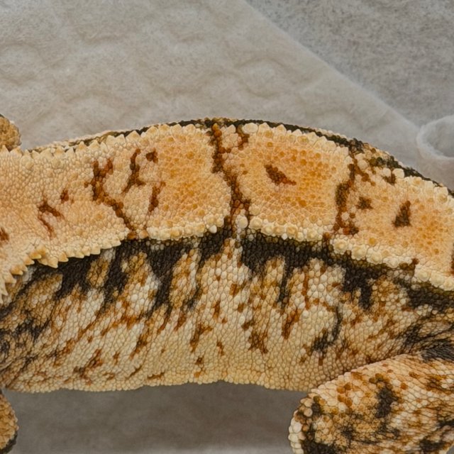 트라이 익스트림할리퀸 화이트스팟 드리피 노멀