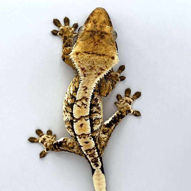 트라이 익스트림할리퀸 화이트스팟 드리피 노멀