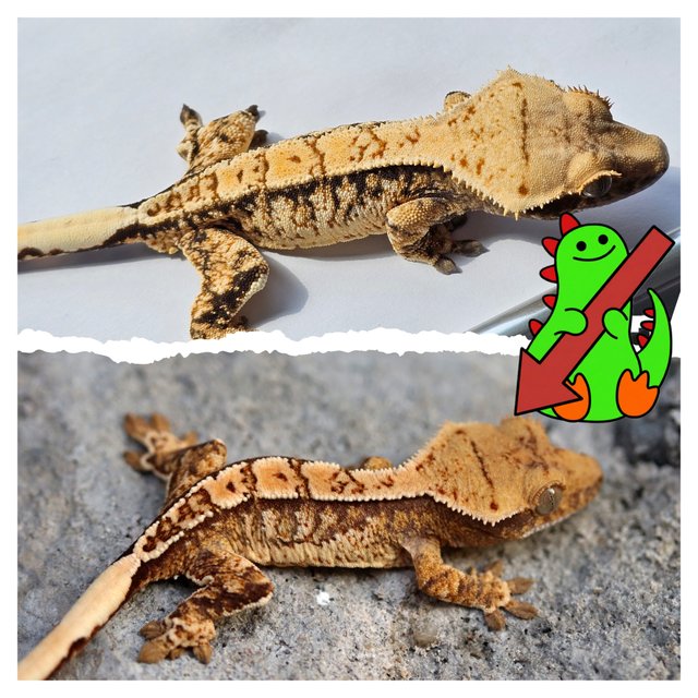 트라이 익스트림할리퀸 화이트스팟