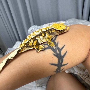 익스트림할리퀸 트라이