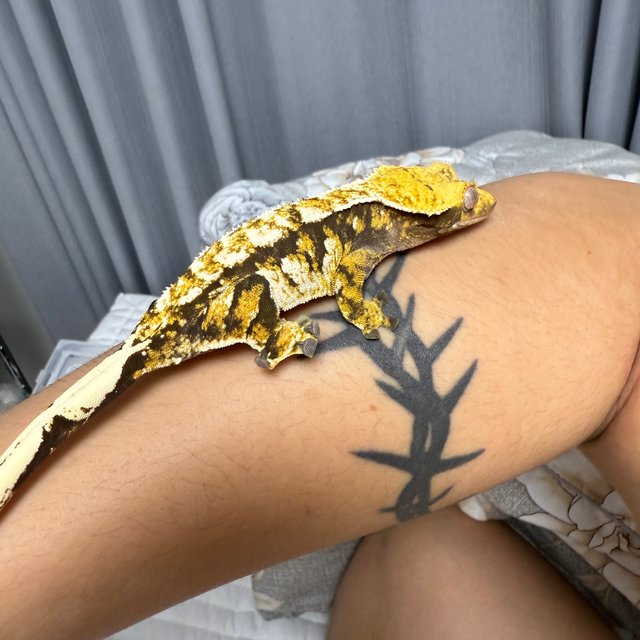 익스트림할리퀸 트라이