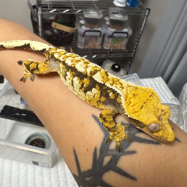 익스트림할리퀸 트라이