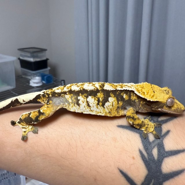 익스트림할리퀸 트라이