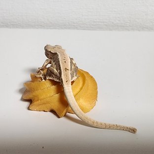 릴리100%헷아잔틱