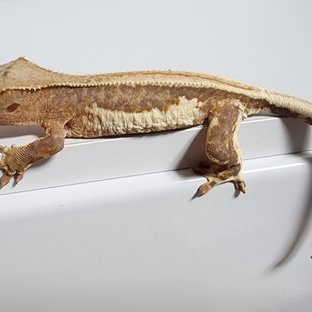 릴리100%헷아잔틱