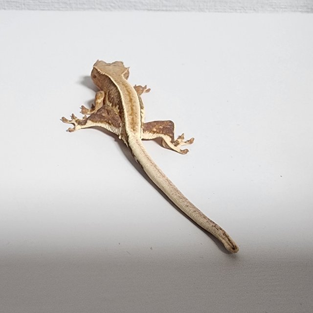 릴리100%헷아잔틱