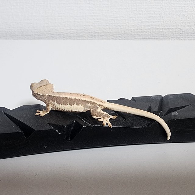 릴리100%헷아잔틱