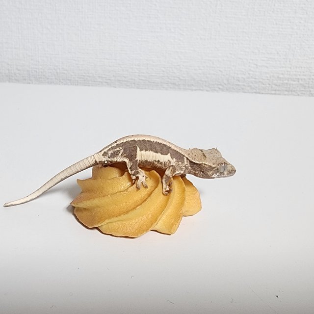 릴리100%헷아잔틱