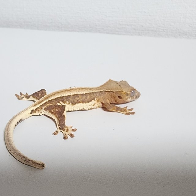 릴리100%헷아잔틱