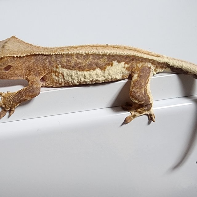 릴리100%헷아잔틱