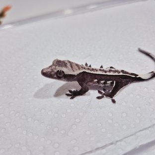 아잔틱