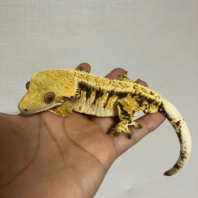 바브 트라이 익스트림할리퀸