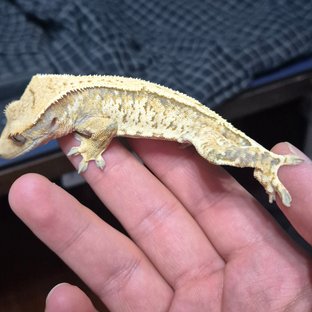 노멀 화이트스팟