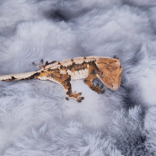 노멀 트라이 쿼드 드리피