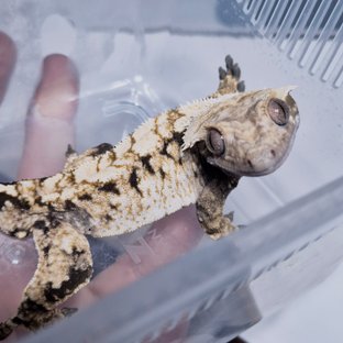 노멀 트라이 익스트림할리퀸 화이트스팟 드리피