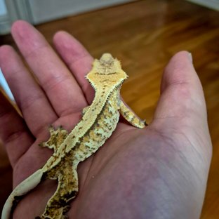 노멀 화이트스팟 트라이