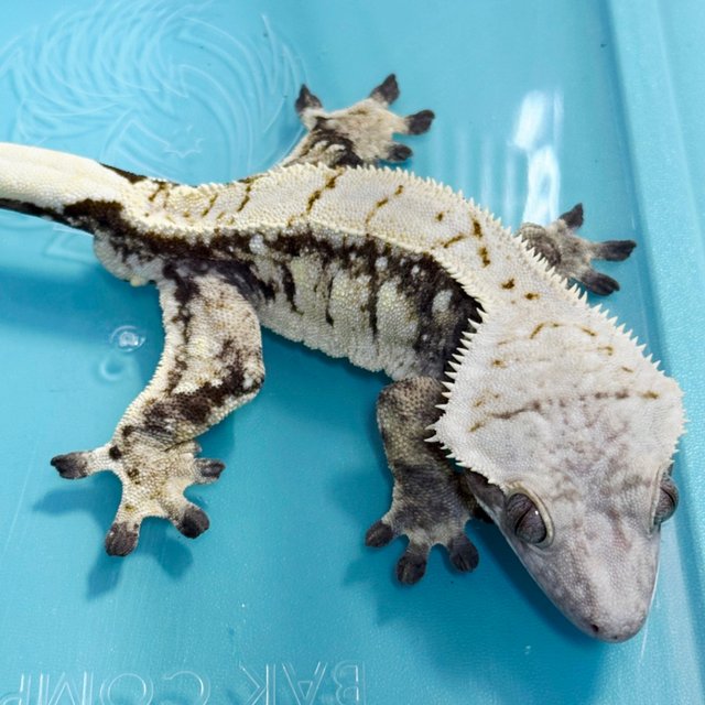 노멀 트라이 드리피 익스트림할리퀸