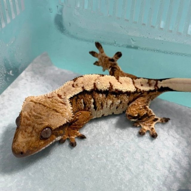 노멀 트라이 드리피 익스트림할리퀸