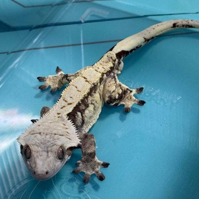 노멀 트라이 드리피 익스트림할리퀸