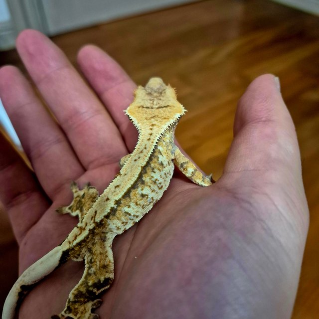 노멀 화이트스팟 트라이