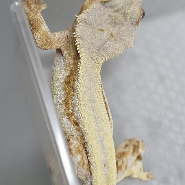 릴리화이트 크림