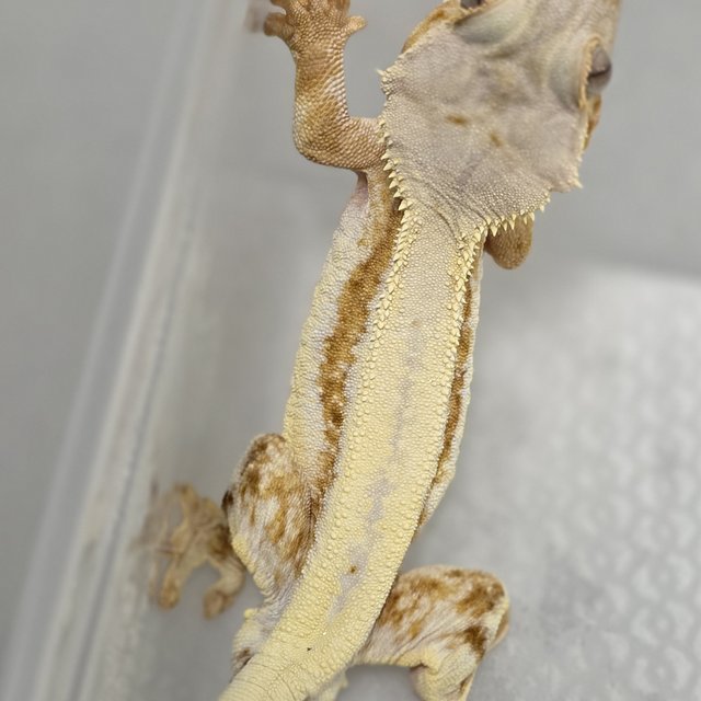 릴리화이트 크림