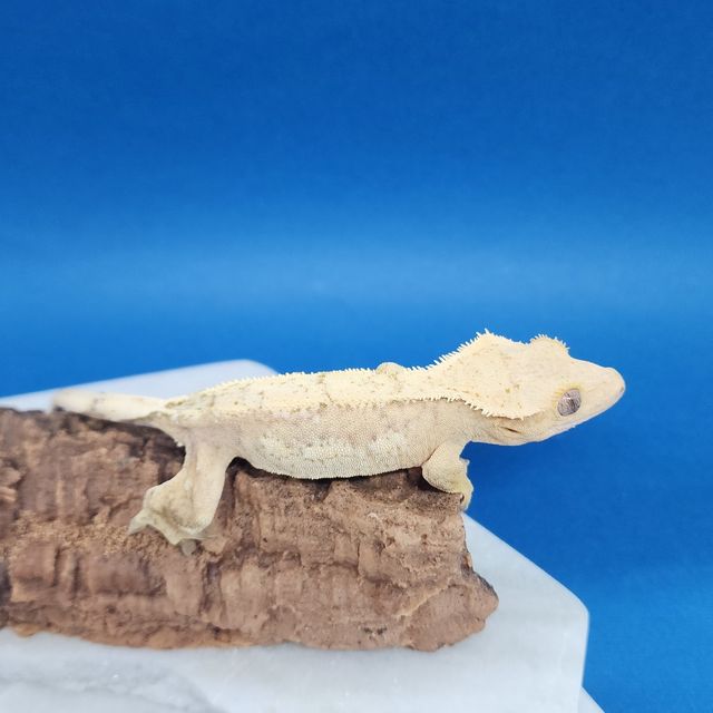크림시클