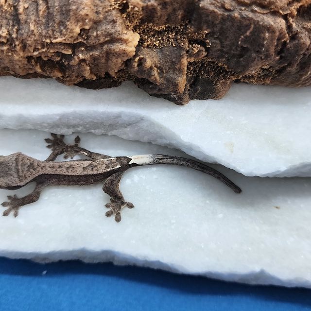 카푸치노