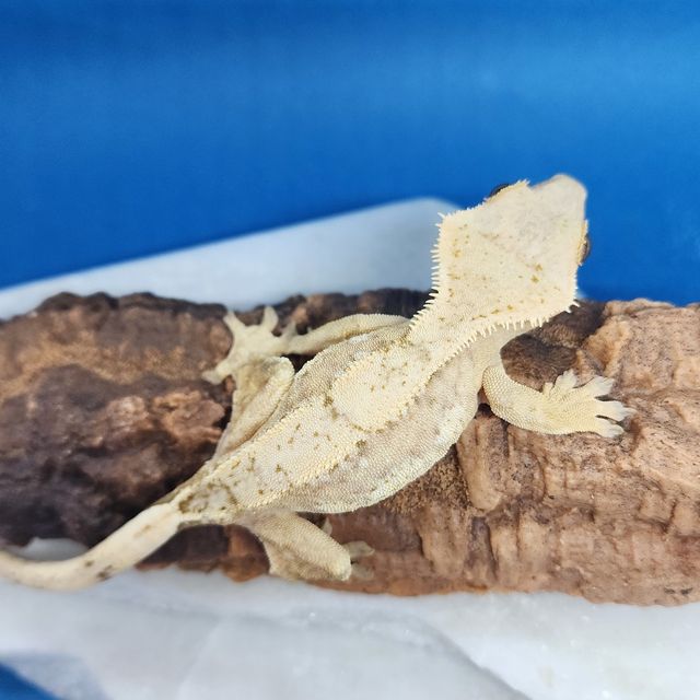 크림시클
