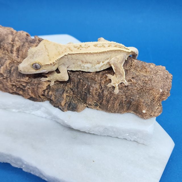 크림시클