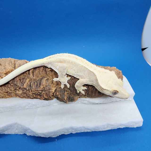 릴리화이트