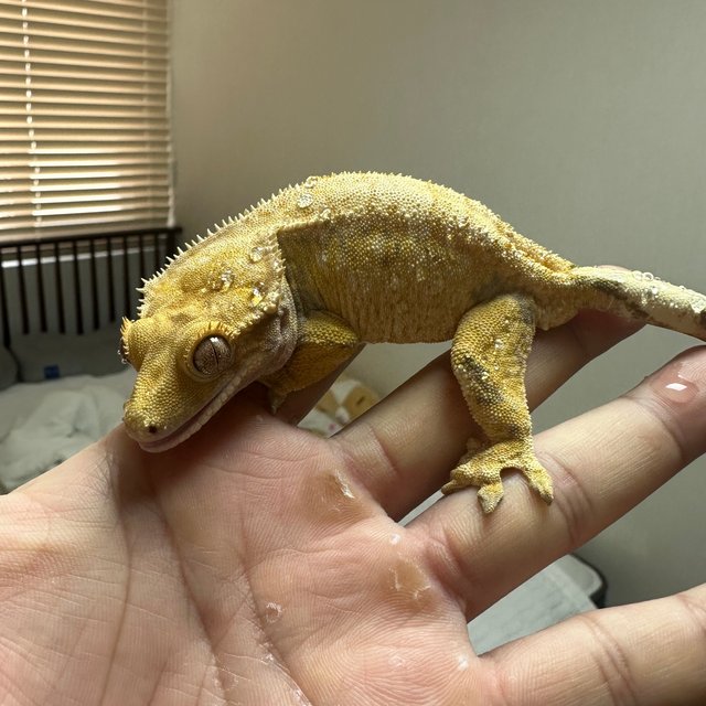 노멀 드리피 화이트스팟