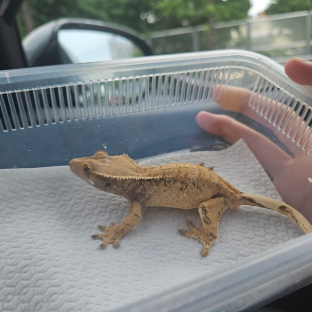 노멀 드리피 화이트스팟