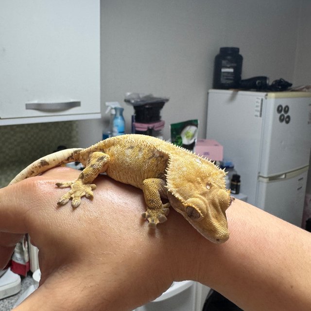 노멀 드리피 화이트스팟