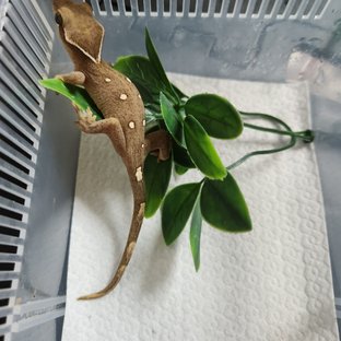 화이트카라