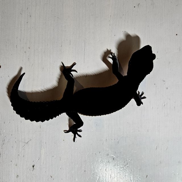 블랙나이트