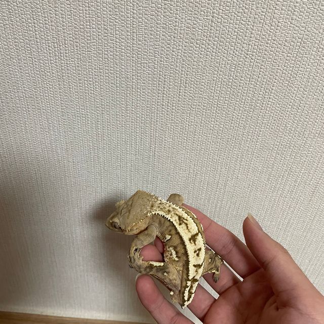 노멀