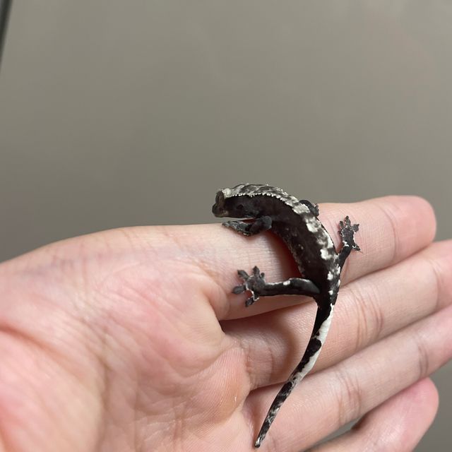 아잔틱