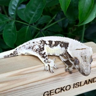 릴리100%헷아잔틱 솔리드백