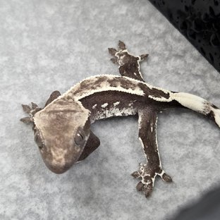 아잔틱