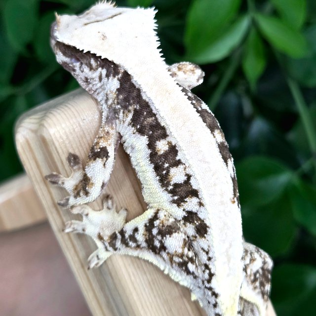 릴리100%헷아잔틱 솔리드백